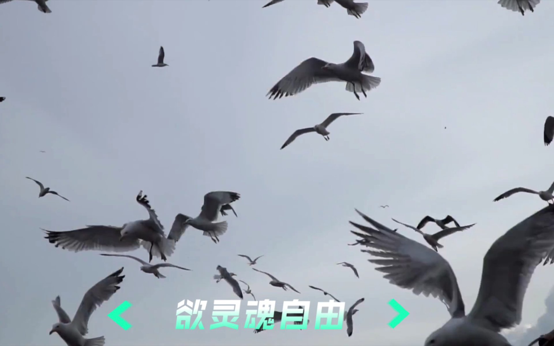 小航鸿鹄网络科技